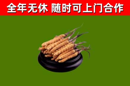 樟树回收冬虫夏草