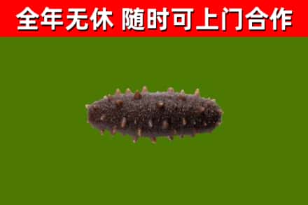 樟树回收海参干